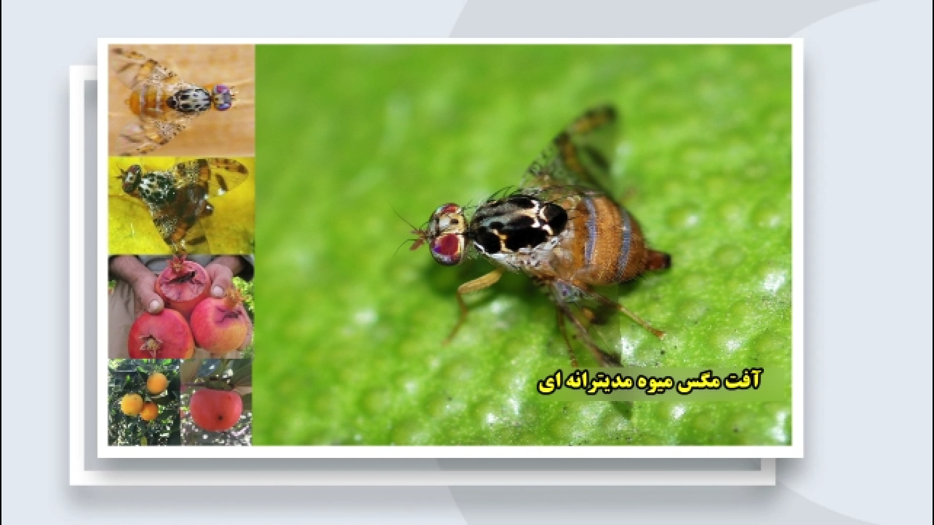 سیمای مازندران / فیلم آموزشی آشنایی با آفت مگس میوه مدیترانه ای زمان106ثانیه