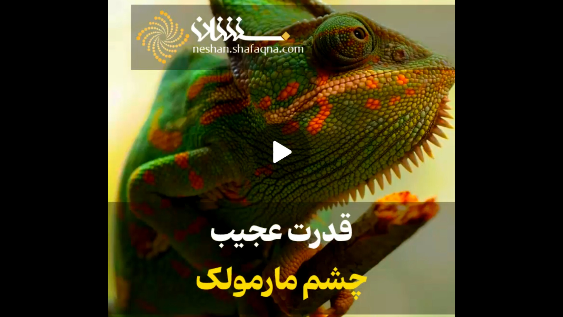 قدرت عجیب چشم مارمولک مرغ طوفان