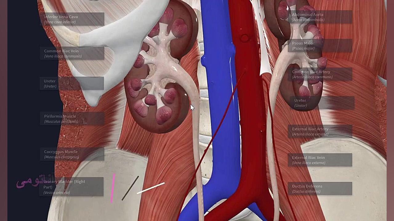 حالب،میزنای: آموزش سه بعدی آناتومی و خونرسانی حالب یا میزنای پیلینگ شیمیایی