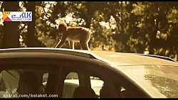 پارک ووبرن؛حیوانات از آنچه فکر...