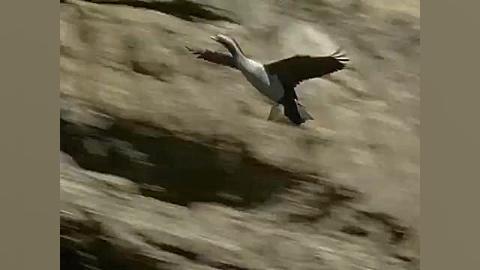 قسمت اول مستند The Life of Birds از David Attenborough زمان2952ثانیه