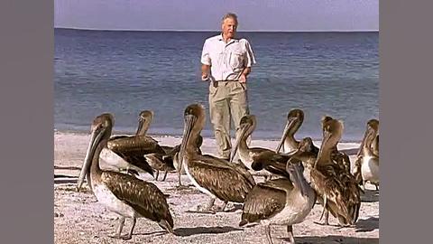 قسمت نهم مستند The Life of Birds از David Attenborough زمان2952ثانیه