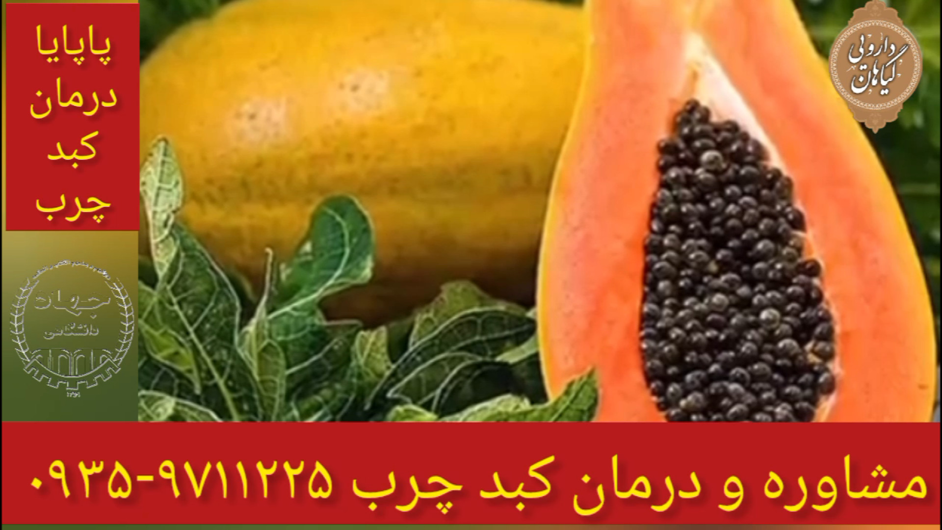 میوه پاپایا درمان و پاکسازی کبد چرب ۰۹۳۵۹۷۱۱۲۲۵ فورنزیک ژنتیک