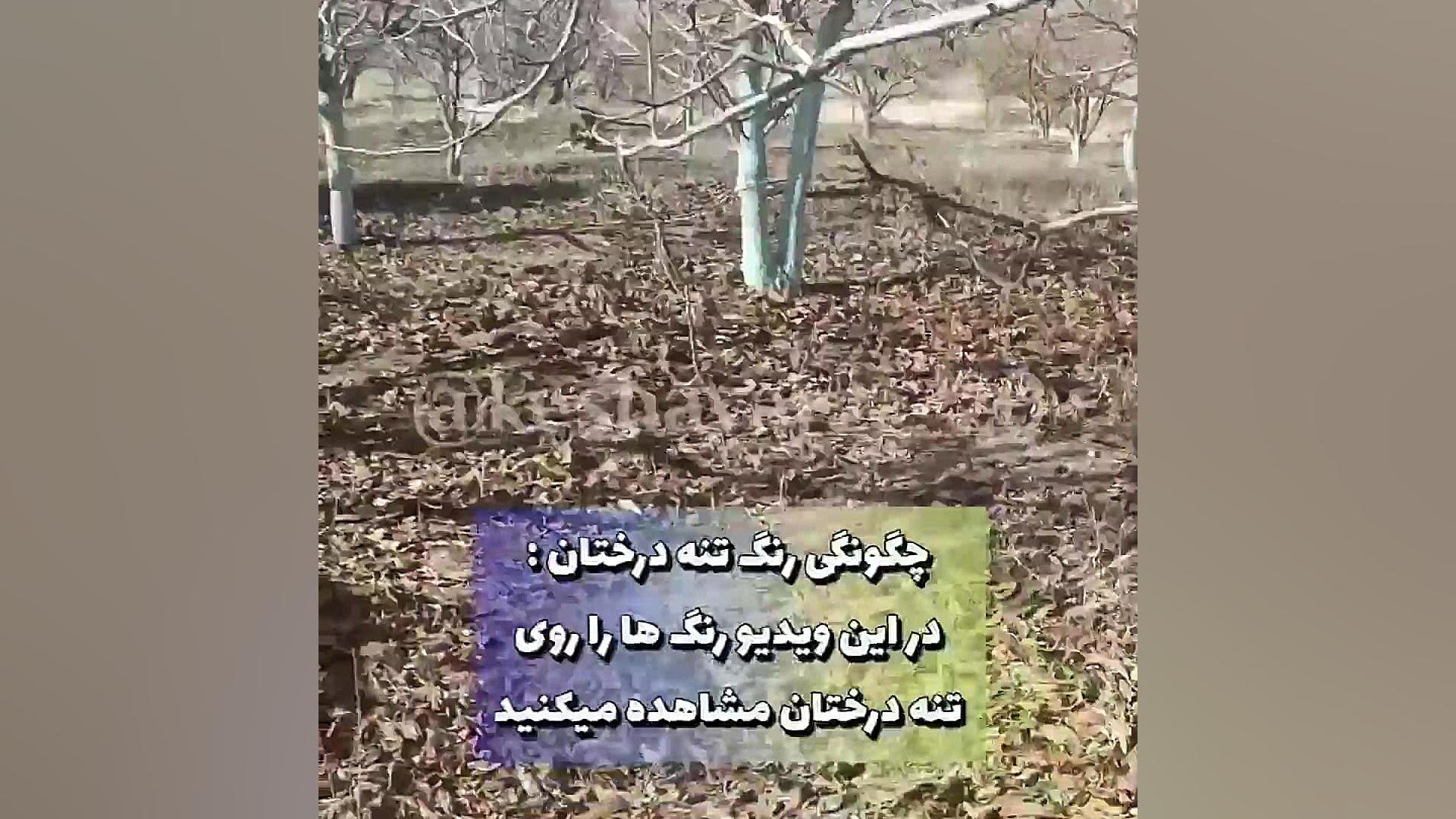 قارچ کش و باکتری کش بردوفیکس میوکلونوس
