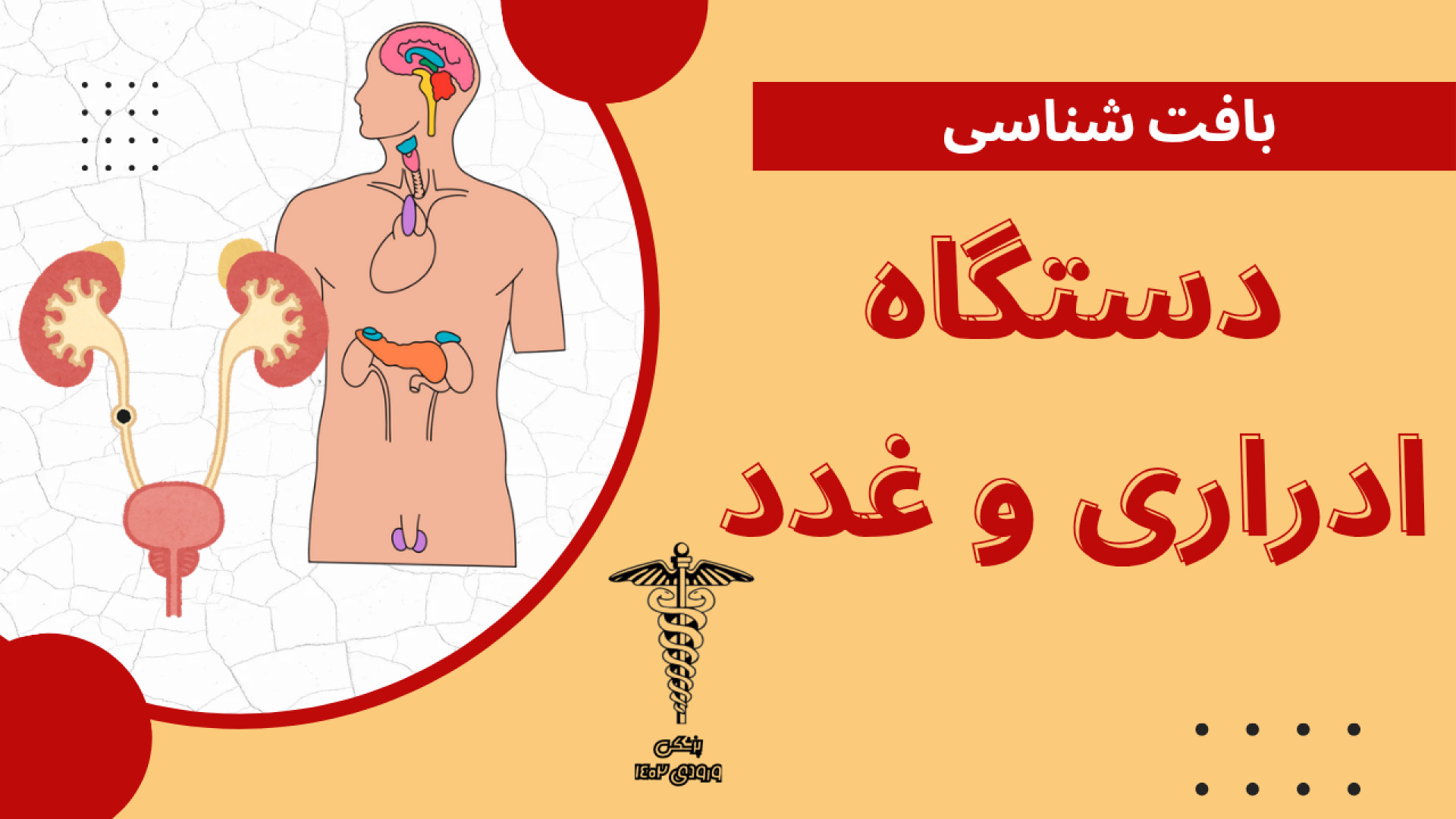 بافت شناسی دستگاه ادراری و غدد کلینیک دندانپزشکی