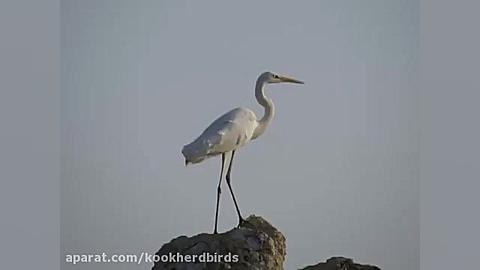 حواصیل سفید بزرگ Great White Heron زمان41ثانیه