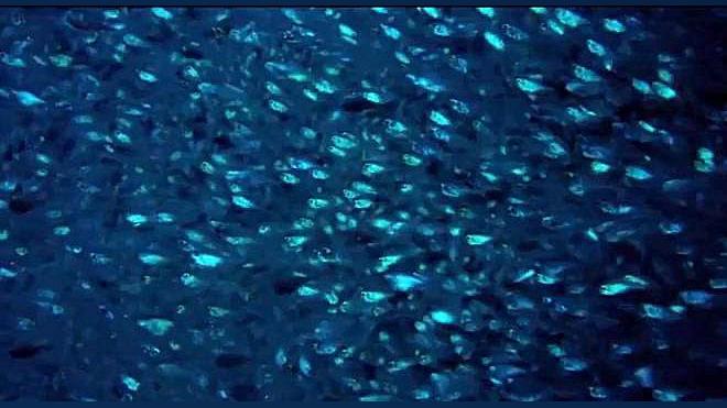 خروس ماهی ها با استفاده از باله ی دراز خود طعمه ی خود را به گوشه ی دیوار میبرد تزریق چربی