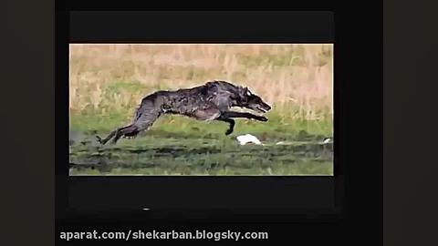 10 سگ برتر شکاری در جهان زمان195ثانیه