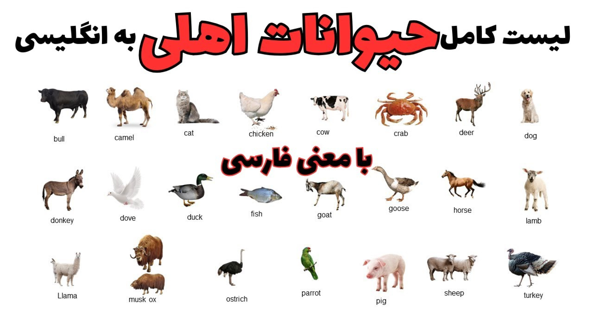 لیست کامل حیوانات اهلی به انگلیسی | یادگیری اصولی واژگان لیفت ابرو