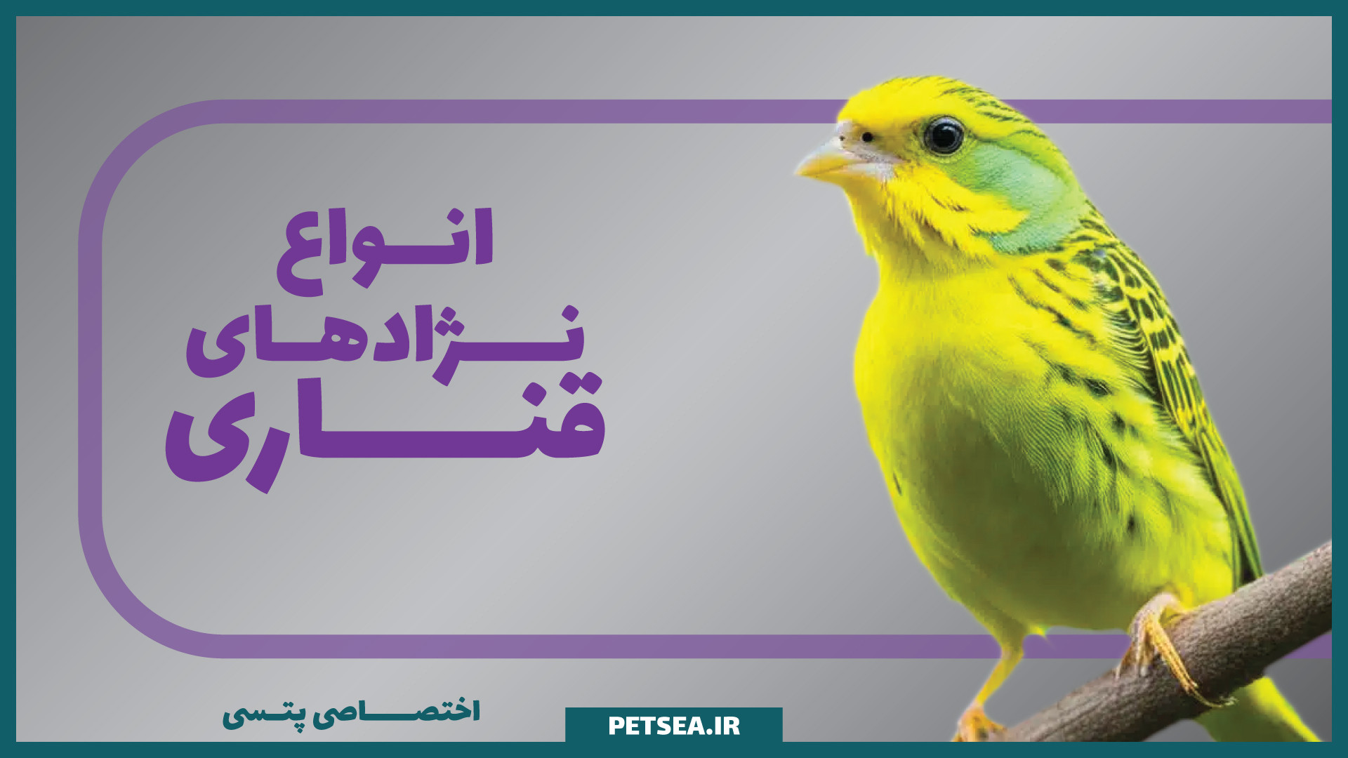 معرفی چند گونه قناری‌ها | پرندگان آوازخوان رنگارنگ و زیبا ! زمان166ثانیه