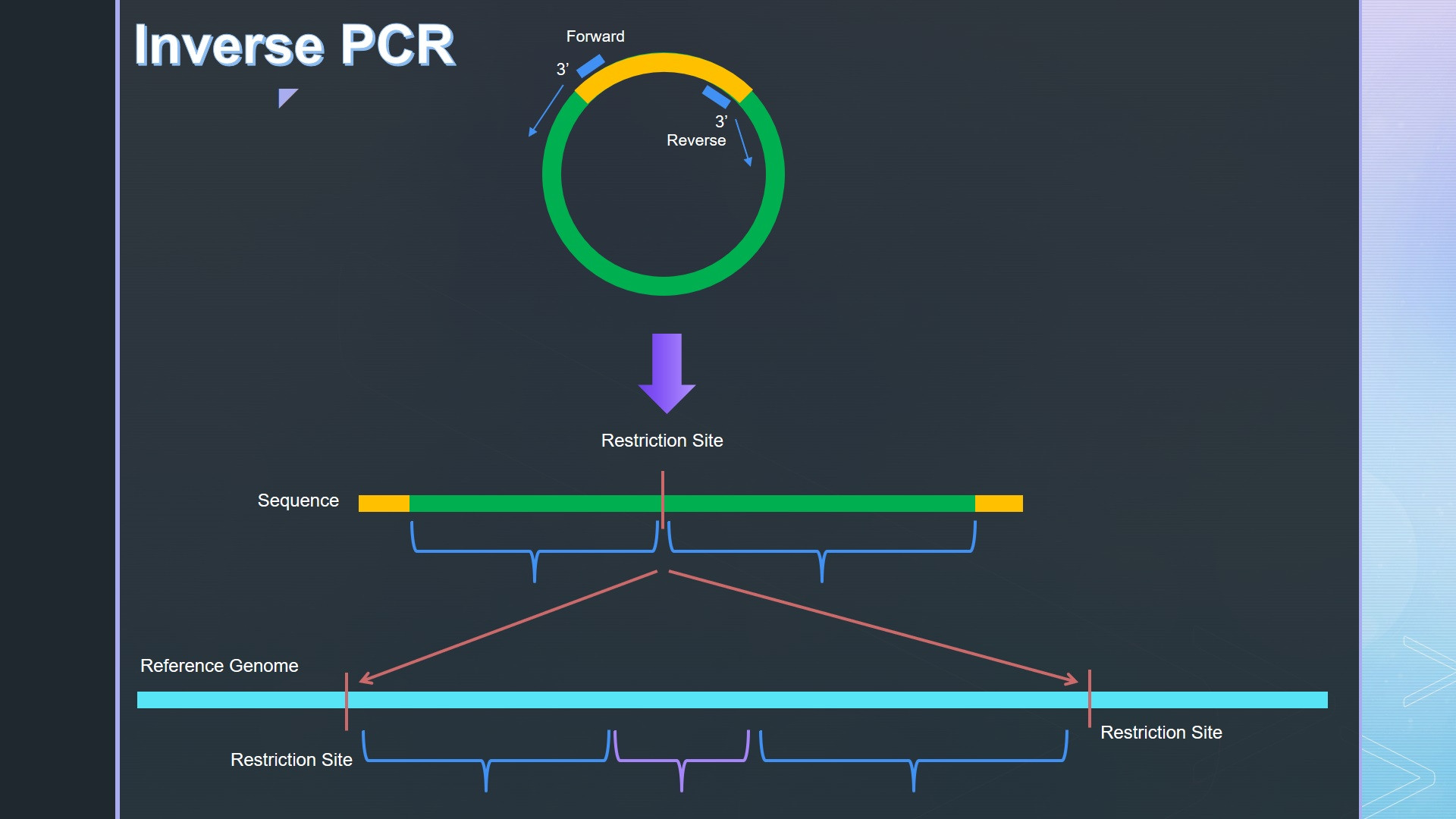 شرح کامل تکنیک Inverse PCR در زمینه ژنتیک مولکولی و پزشکی همایون شجریان