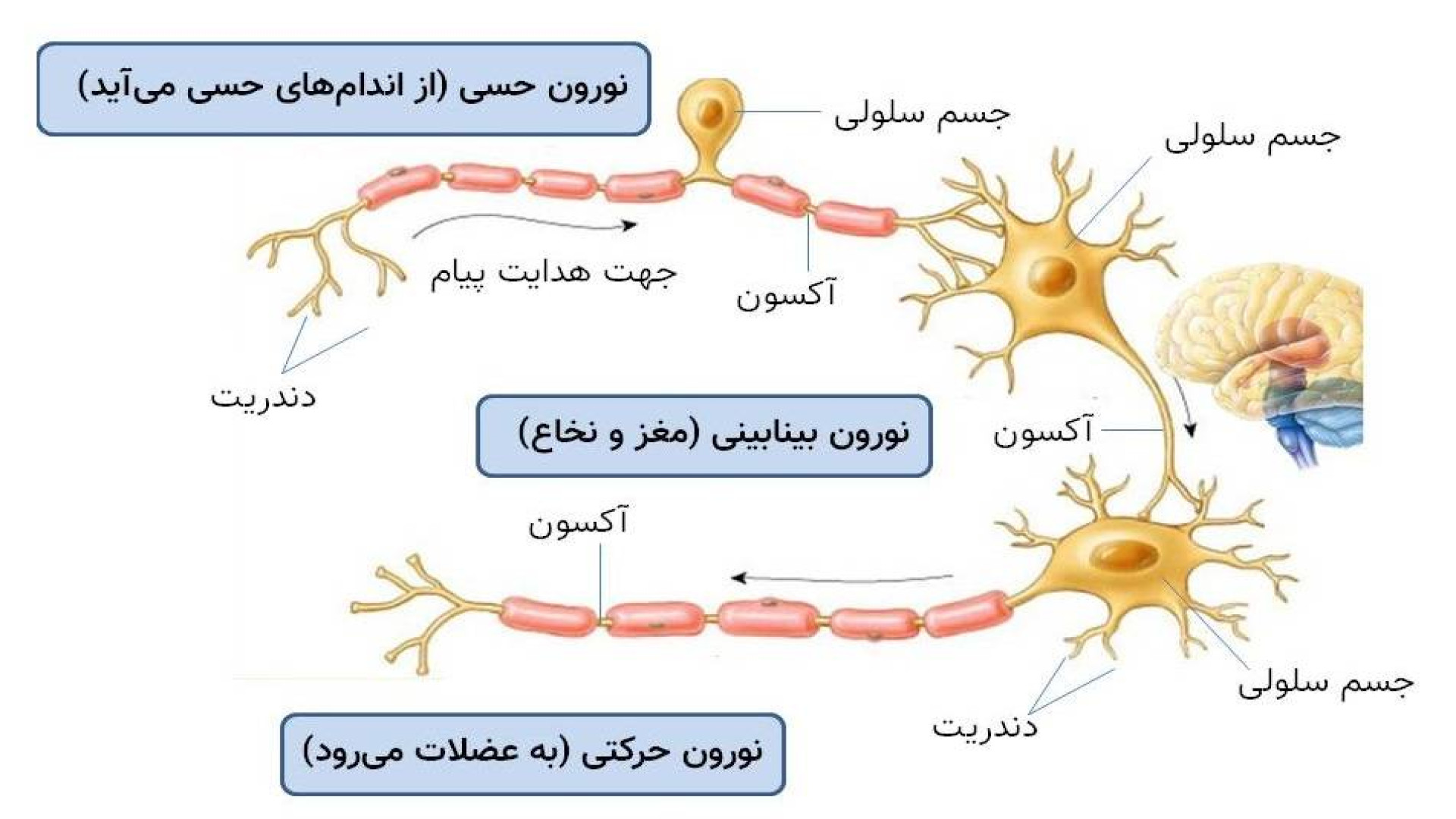 دستگاه عصبی 2: نورون کلینیک مو