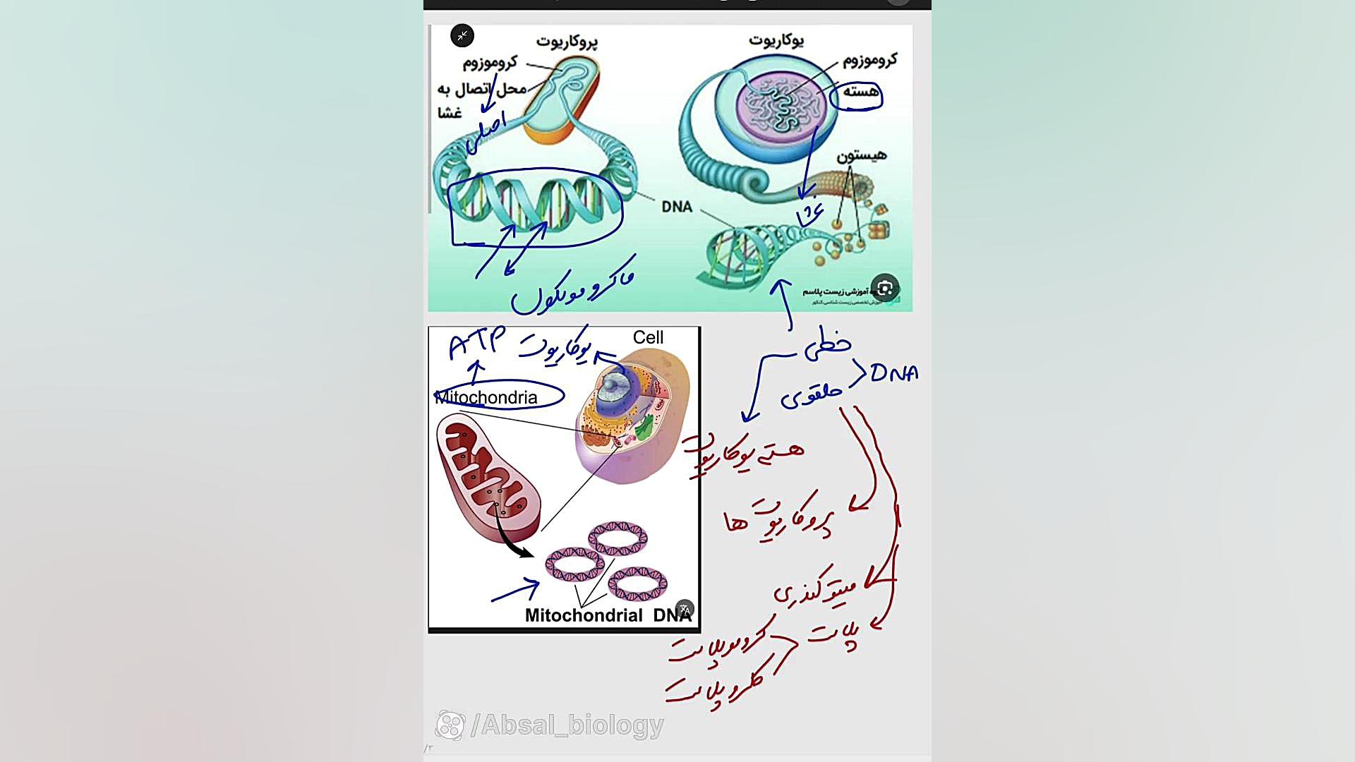 تقسیم سلولی - ماده وراثتی درمان جای جوش