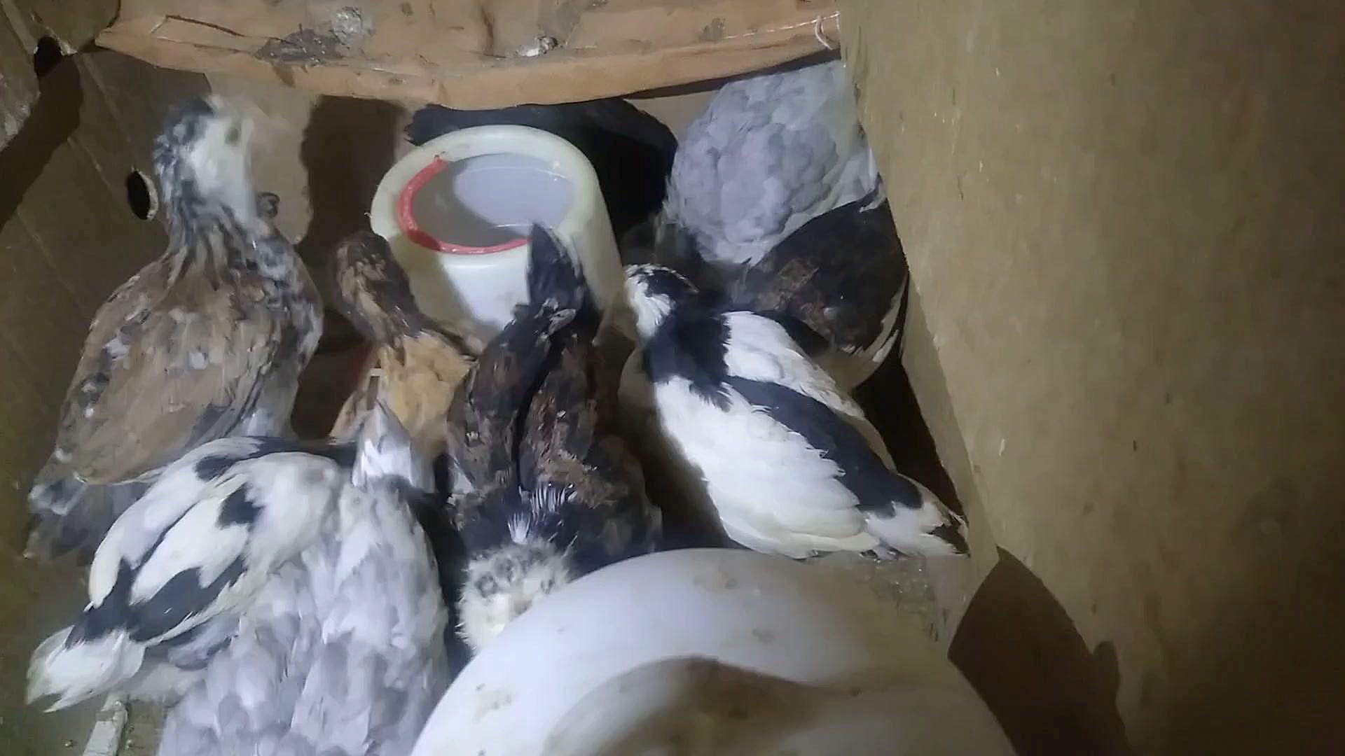 جوجه ها و نسل جدید گله چای خور چای