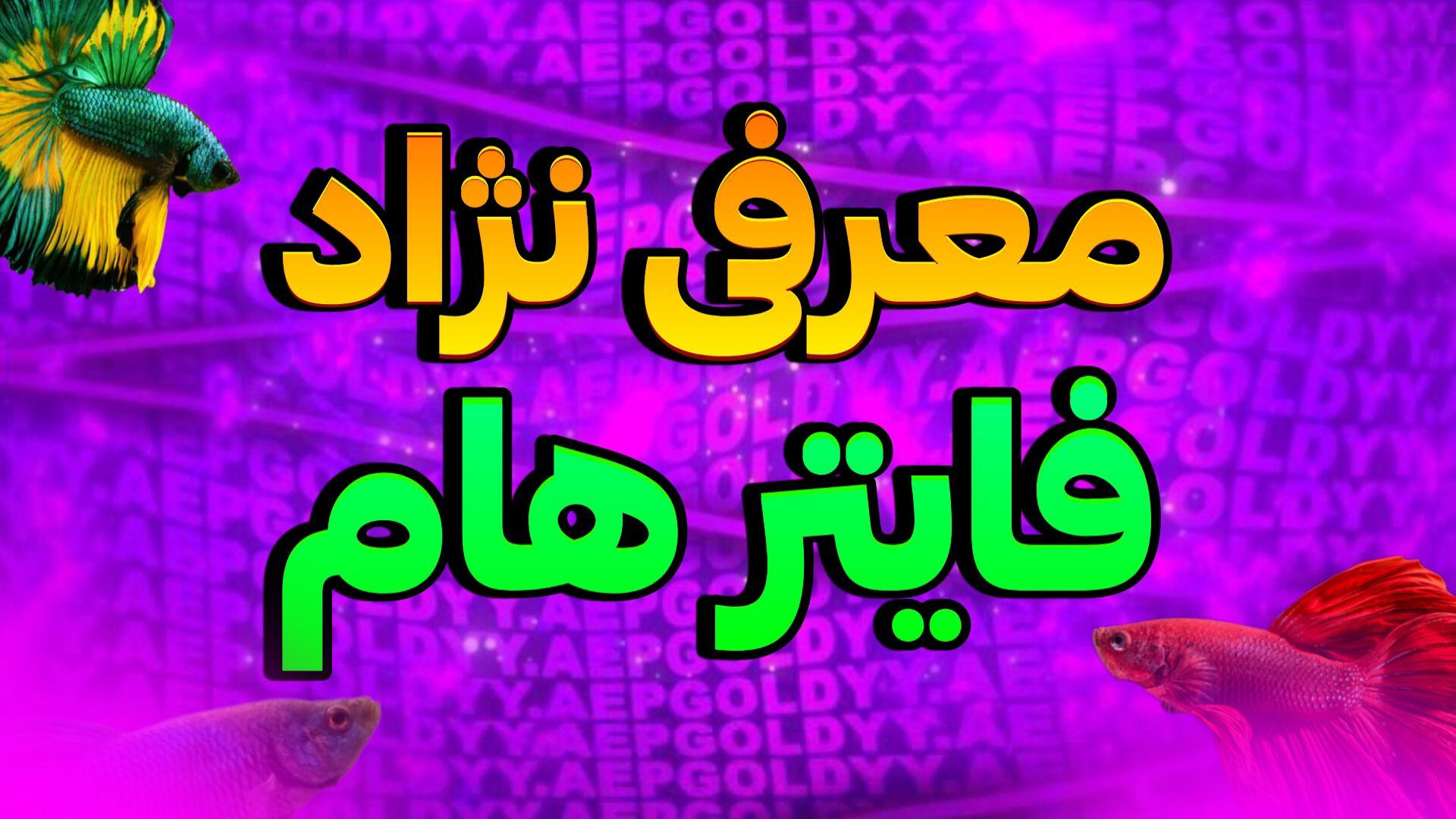 معرفی بعضی از نژاد های ماهی فایتر زمان280ثانیه