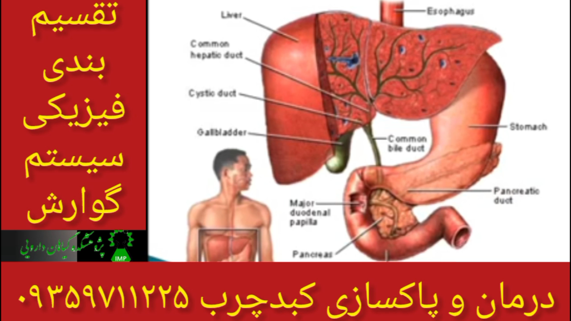تقسیم بندی اعضا سیستم گوارشی درمان و پاکسازی کبدچرب ۰۹۳۵۹۷۱۱۲۲۵ زیبایی پوست