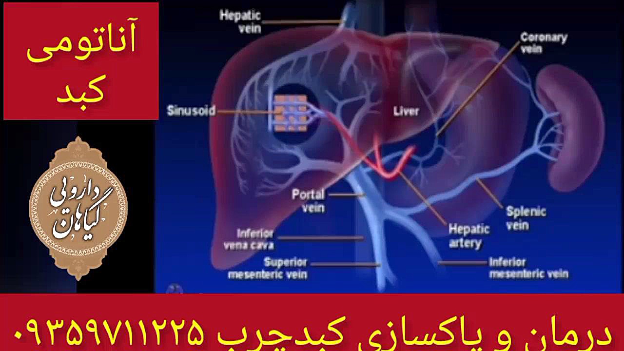 آناتومی کبد درمان و پاکسازی کبدچرب ۰۹۳۵۹۷۱۱۲۲۵ پروتز دندان