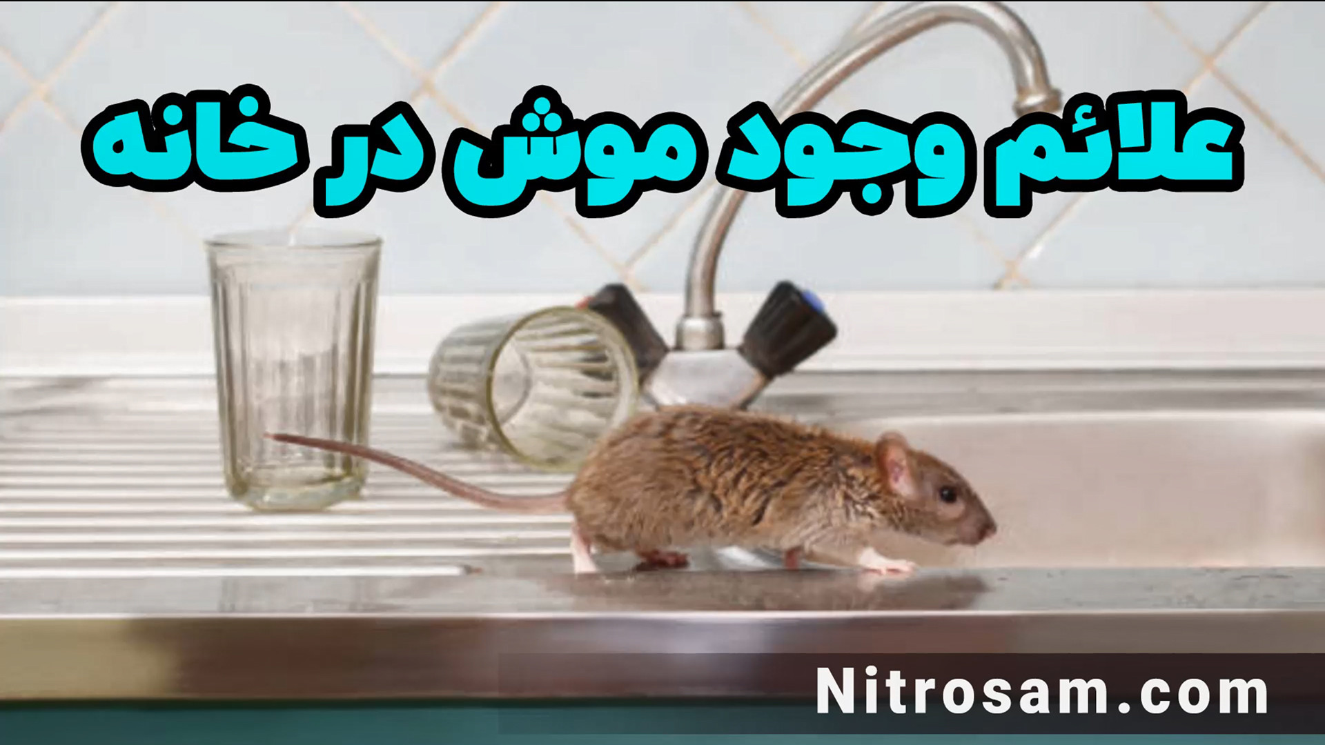 سم نابودی موش - بهترین سم موش کش ارتودنسی
