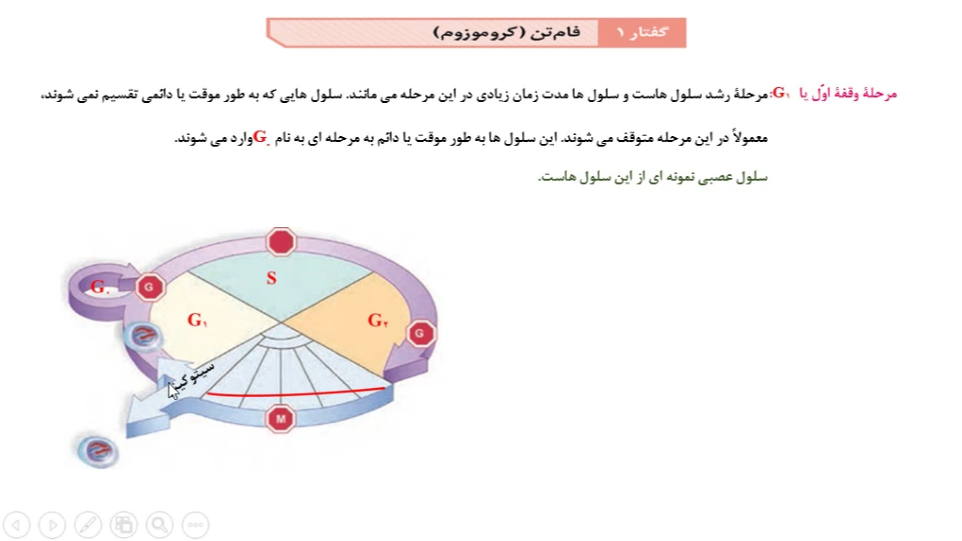 زیست یازدهم چرخه سلولی و تشکیل دوک های تقسیم و نقش سانتریول آریانا گرانده