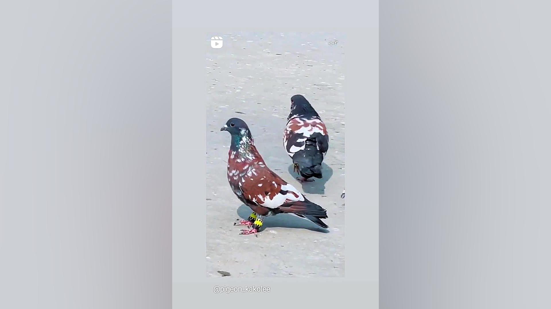 دو کبوتر ارتشی جفت ایلوبامید