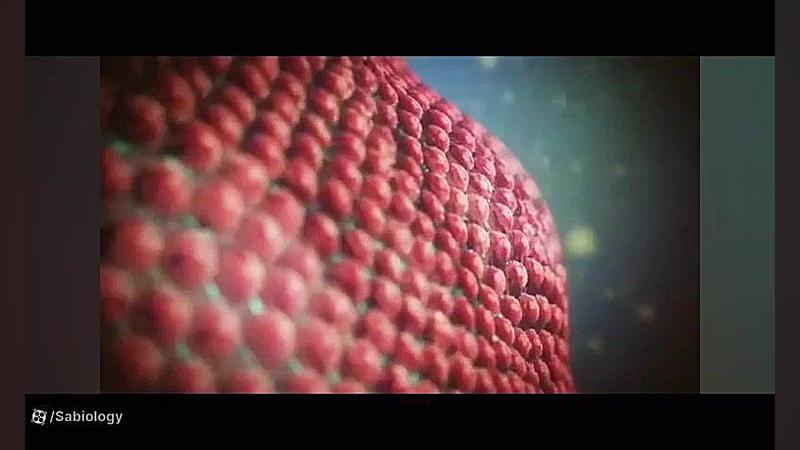 مراحل ساخت انسولین به وسیله مهندسی ژنتیک لیفت ابرو