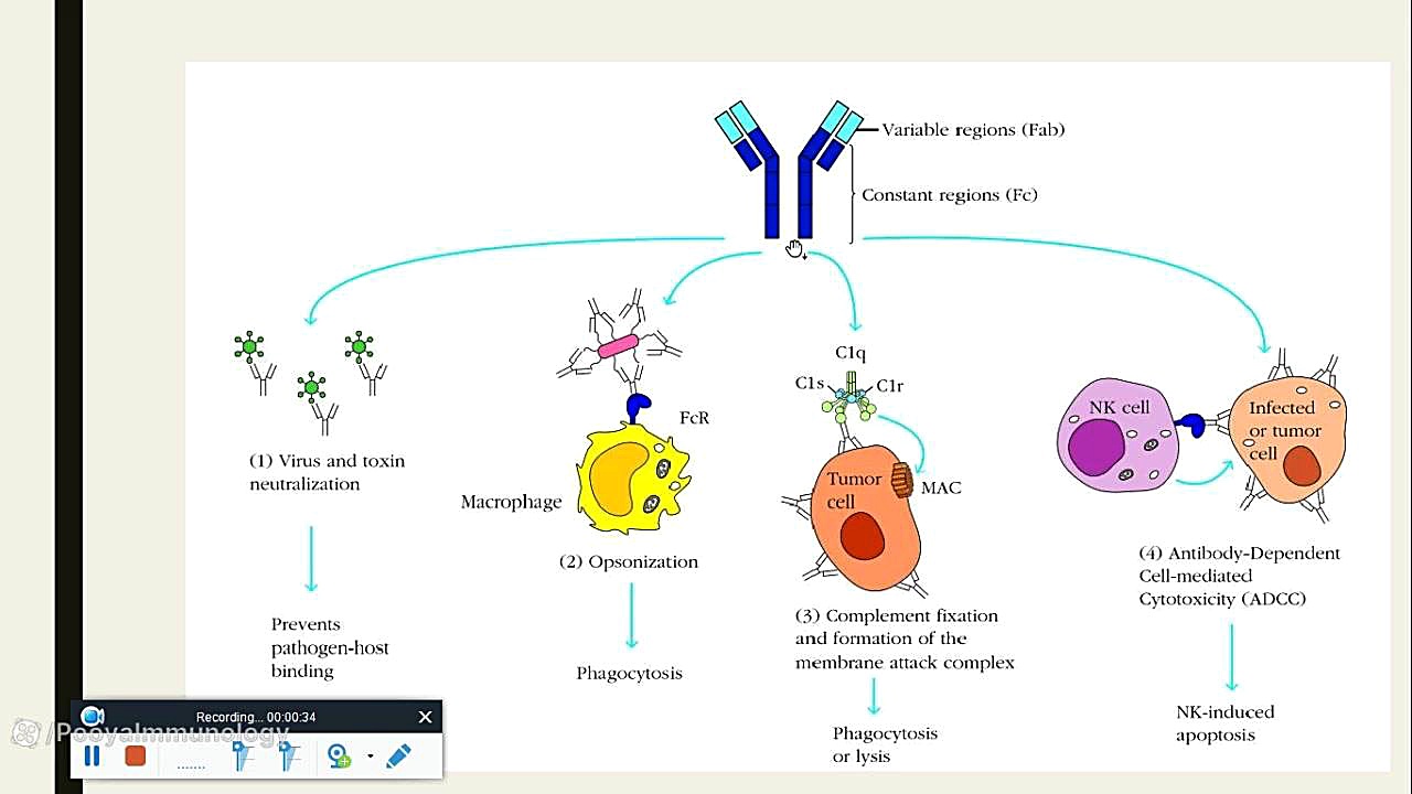 آنتی بادی و گیرنده های Fc - فصل 3 - قسمت 1 | Antibody and Fc Receptors احمدرضا عابدزاده