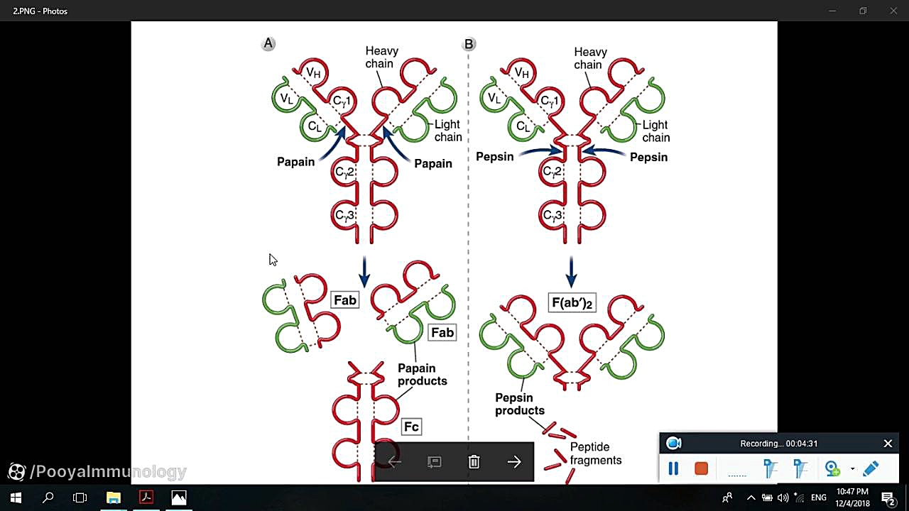 آنتی بادی و گیرنده های Fc - فصل 3 - قسمت 9 | Antibody and Fc Receptors بیماری پورفیری اریتروپوئتیک