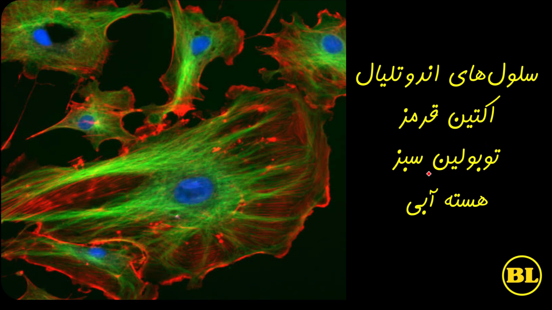 اسکلت سلولی به زبان ساده شلخته خان