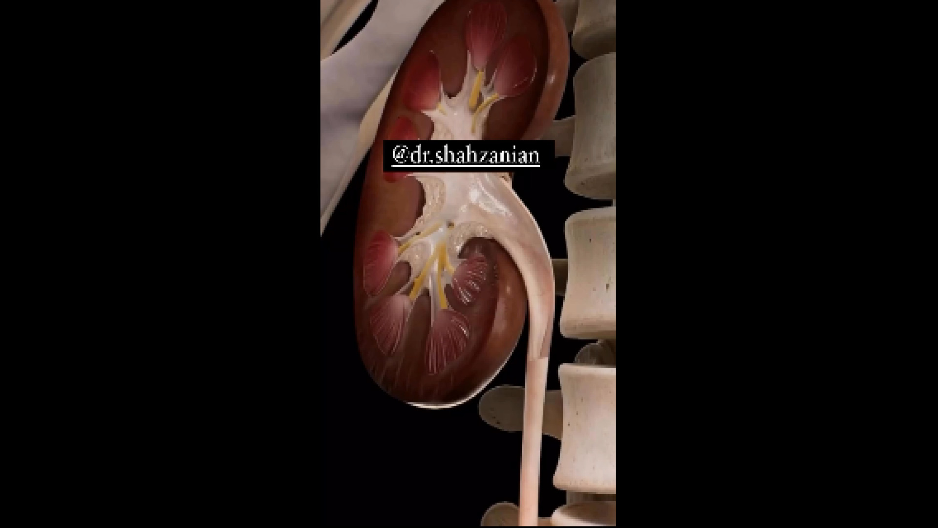 نحوه تخلیه ادرار جرمگیری