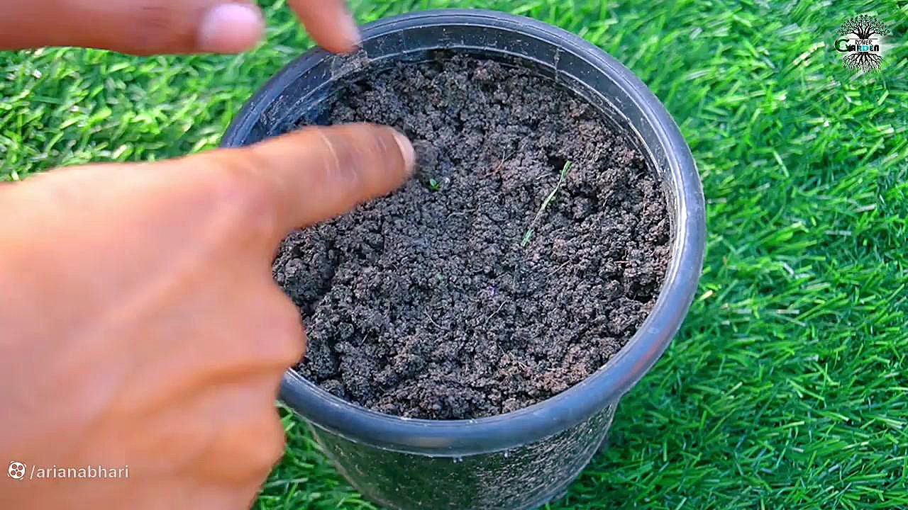 آموزش باغبانی / پرورش گریپ فروت زاویه سازی صورت