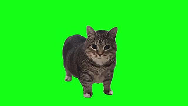 oiia cat استوری