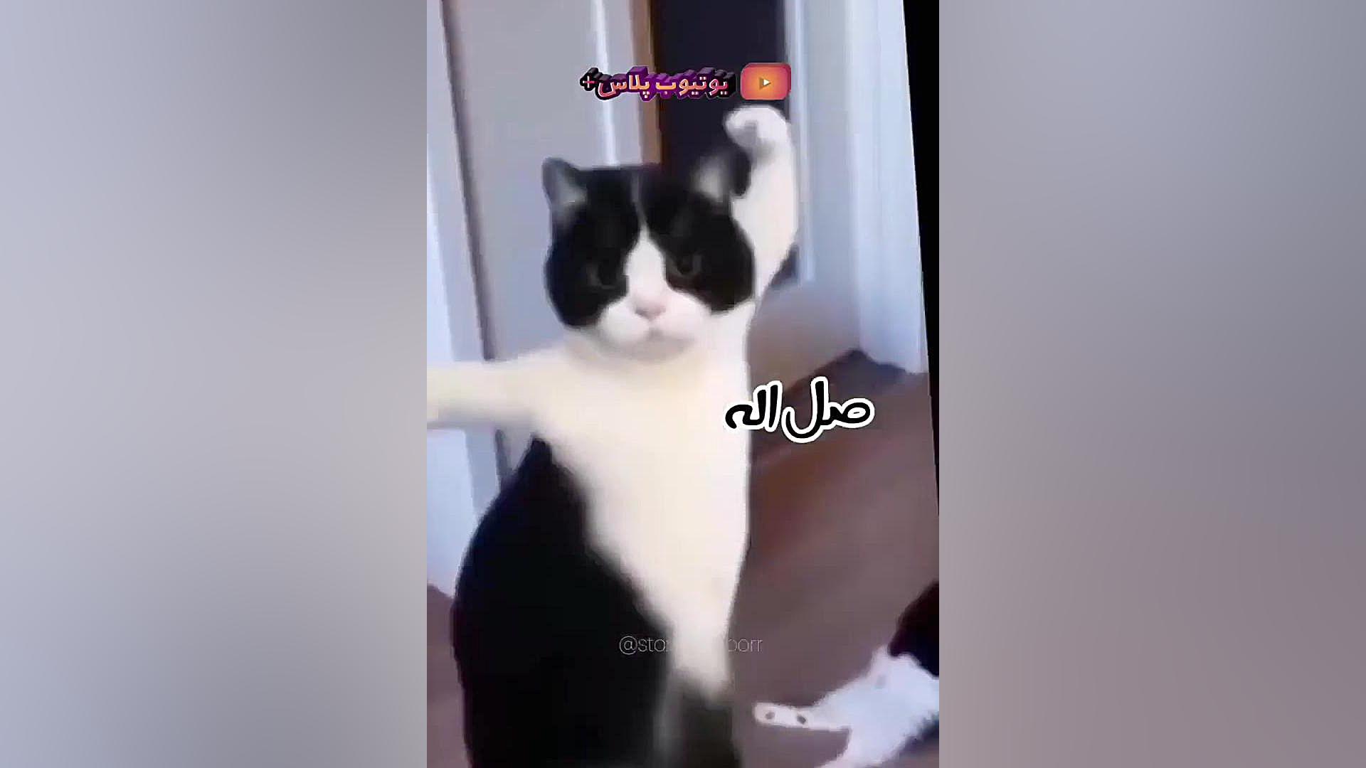 صل علی سترکه چشم ترامپ بترکه ترمیم زیبایی دندان