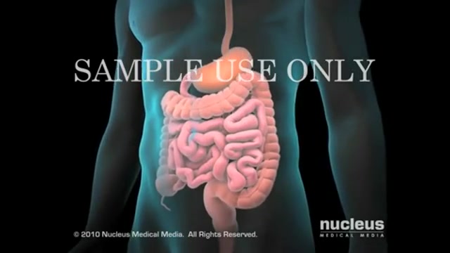 دستگاه گوارش انسان www.irnovin.ir اصلاح طرح لبخند