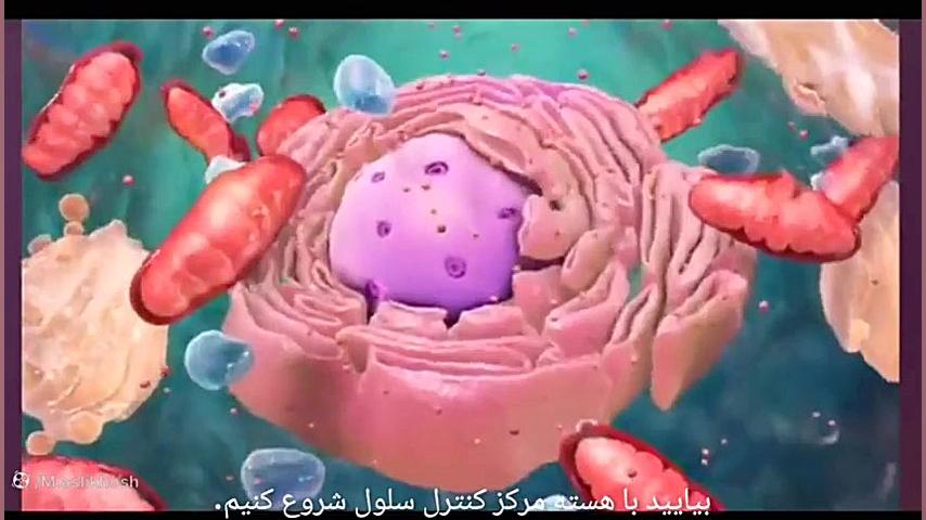 آشنایی با اندامک ها ی سلولی پالپوتومی