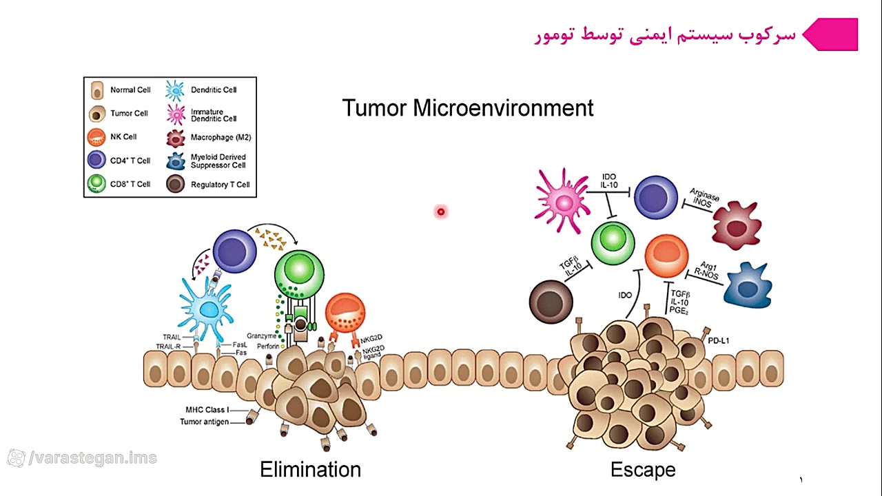 سرکوب سیستم ایمنی توسط تومور اسکارلت جوهانسون