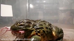 غورباغه وحشتناک و همه چیز خوار