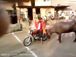 Funniest Animal Attacks Compil...