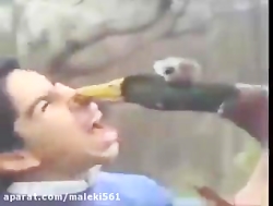 Funny Animal Attack On People