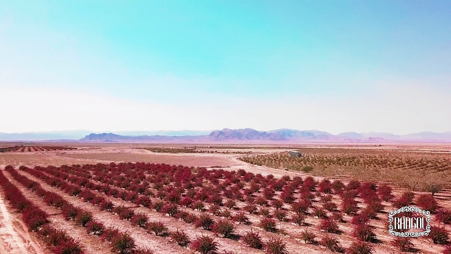 زرشک یاقوت طبیعت