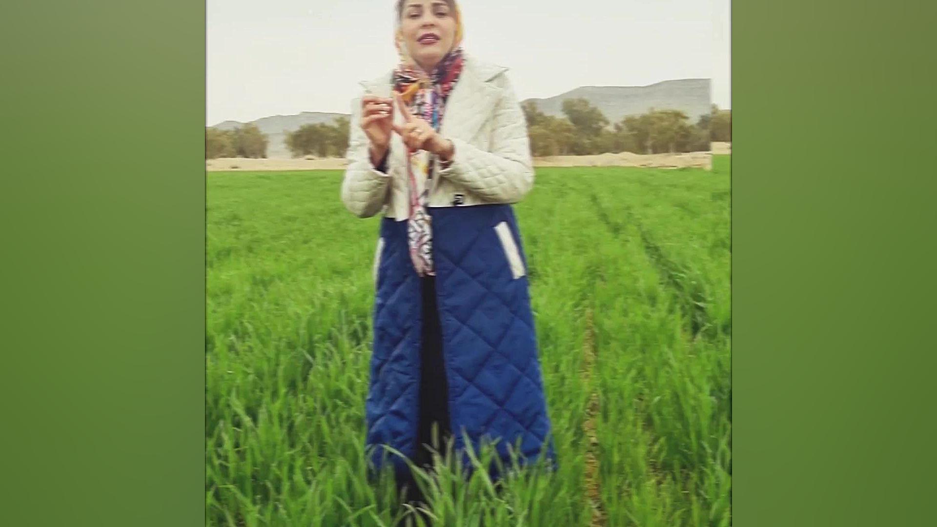 کنترل قارچ ، زنگ و سفیدک گندم دکتر پوست