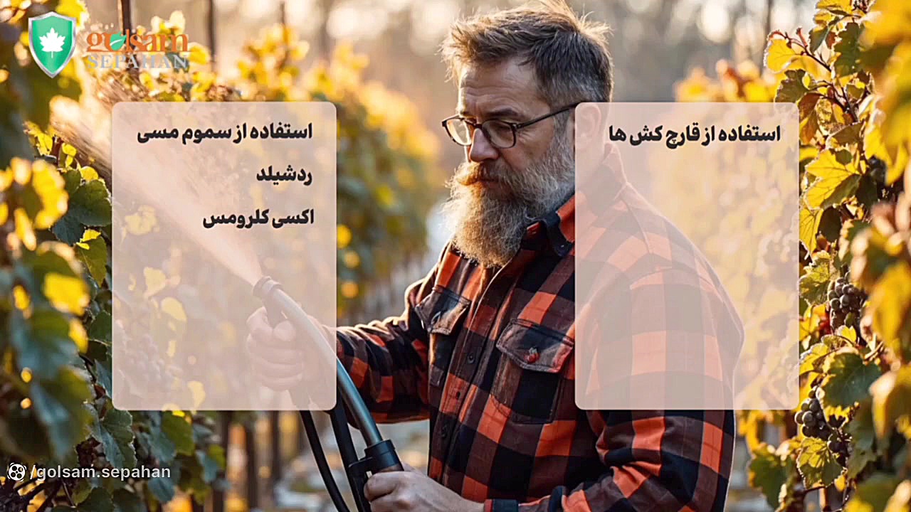 سفیدک داخلی شایع ترین بیماری انگور برداشتن خال گوشتی