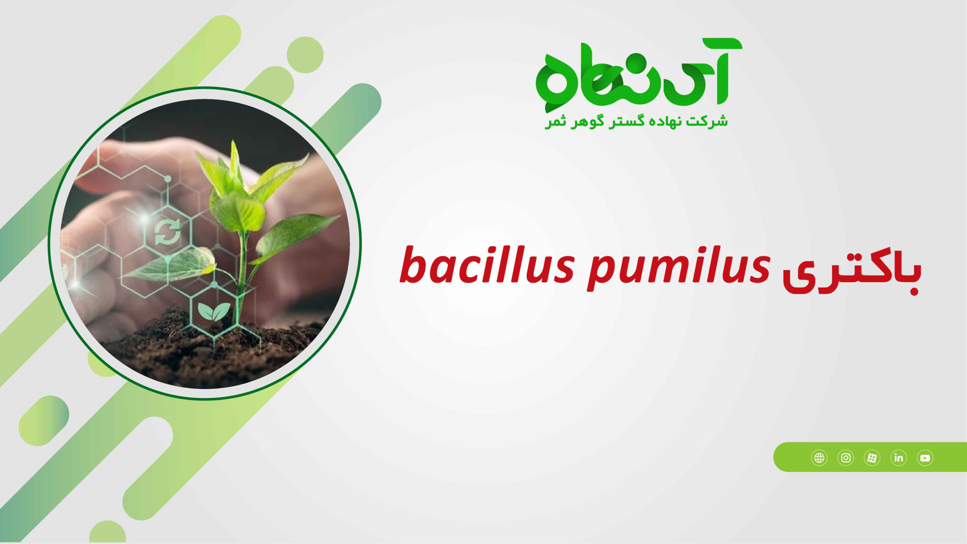 باکتری باسیلوس پامیلوس Bacillus Pumilus بیماری سندروم باتن