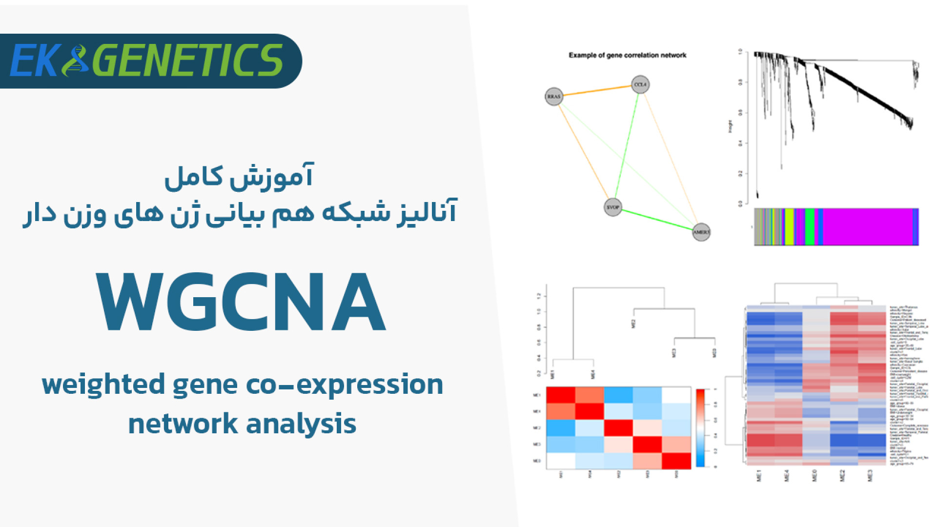 بیوانفورماتیک - آموزش کامل WGCNA : آنالیز شبکه هم بیانی ژن های وزن دار منافذ باز پوست