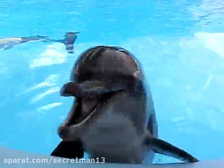 Дельфины с удовольствием разучивают и выполняют разные. Дельфин гифки. Смешные дельфины. Дельфины анимация. Гифы с дельфинами.