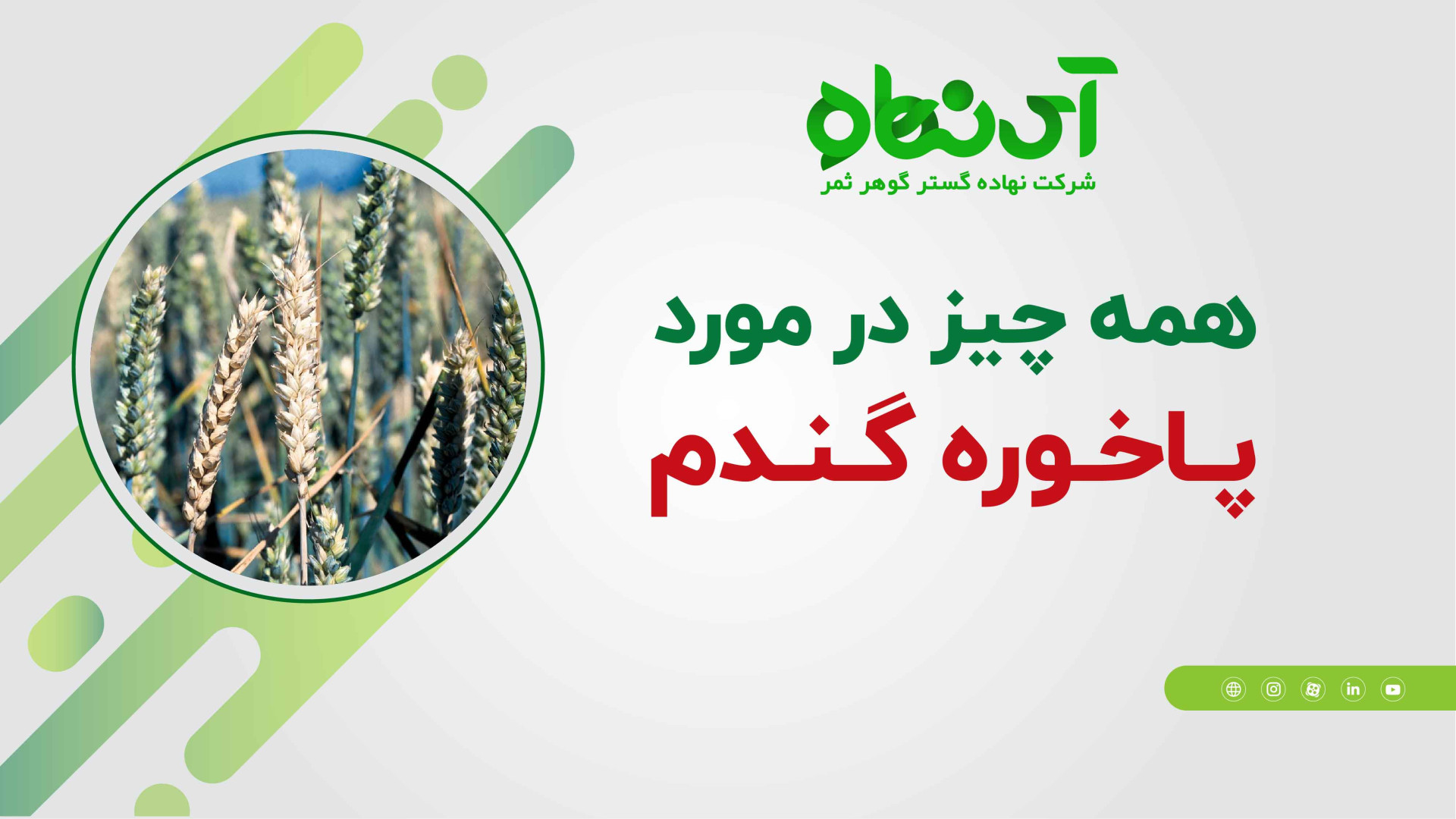 همه چیز در مورد بیماری پاخوره گندم بیماری استئوجنز ایمپرفکتا