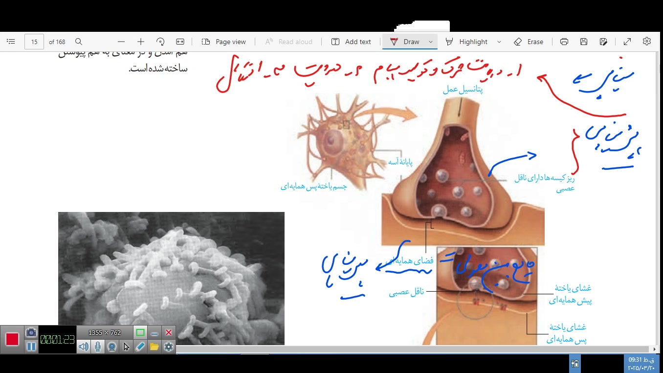 سیناپس و انتقال پیام عصبی سیستم ارزیابی هیستوترمیک