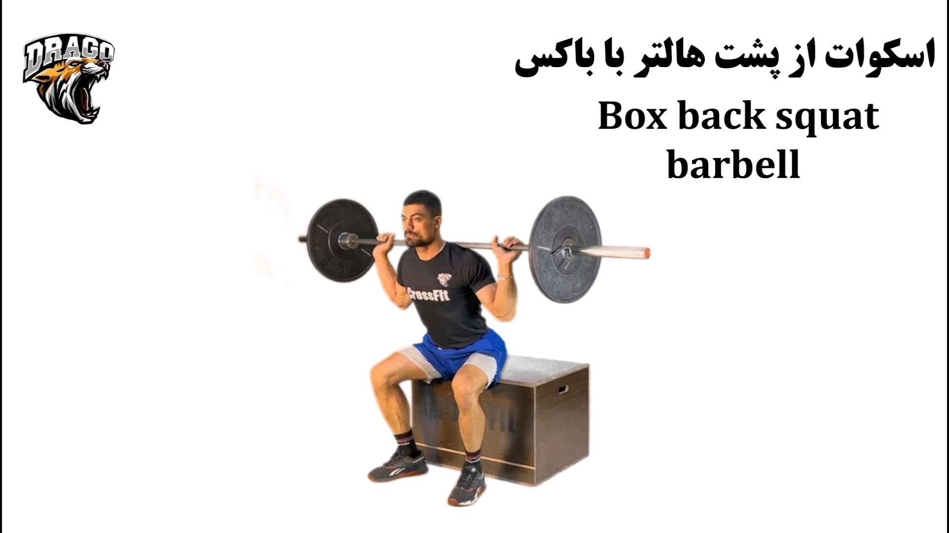 آموزش حرکت اسکوات از پشت هالتر با باکس | نحوه اجرای صحیح و نکات مهم ارنیزوماب