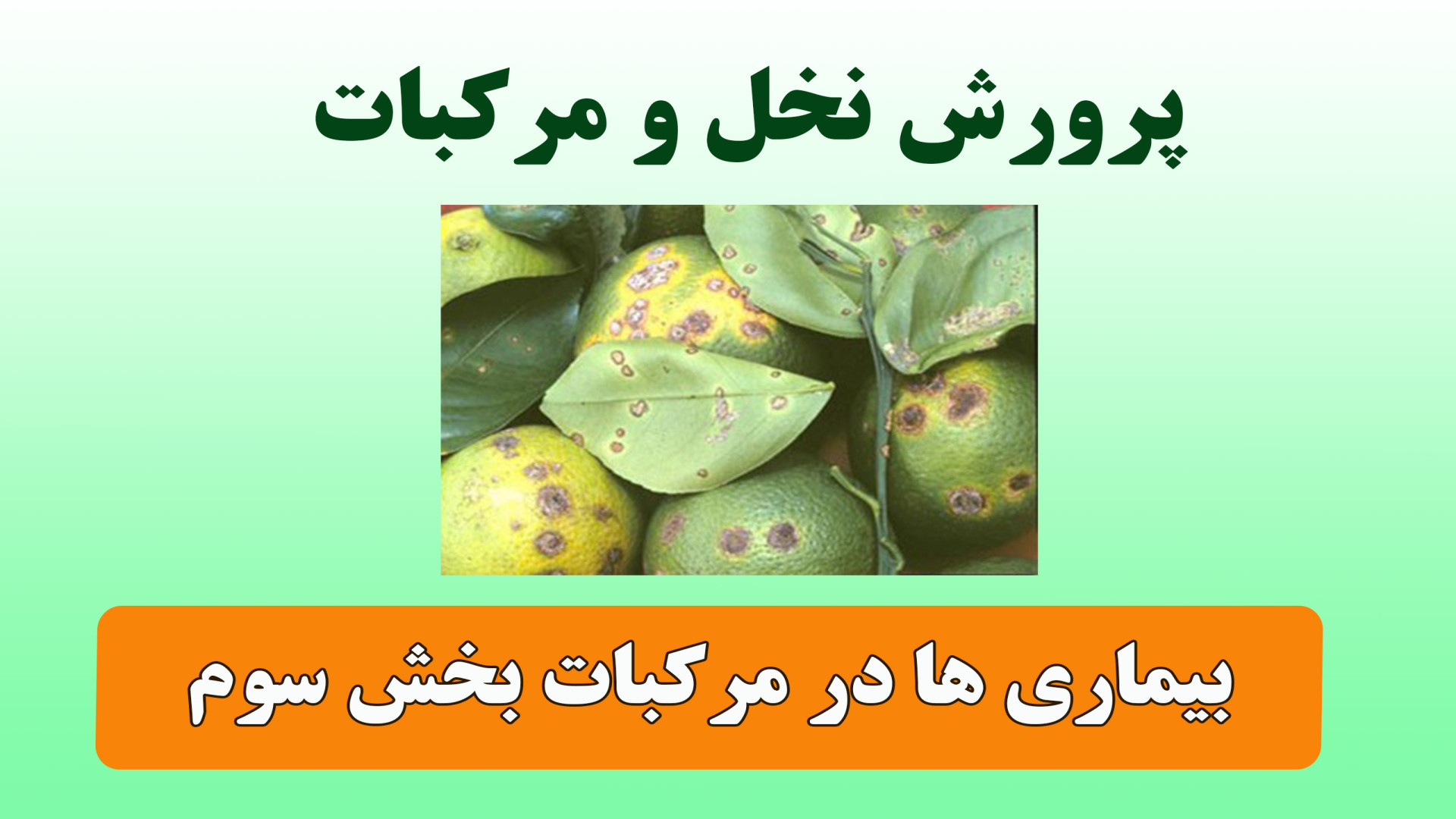 بیماری ها در مرکبات بخش سوم TEVAR