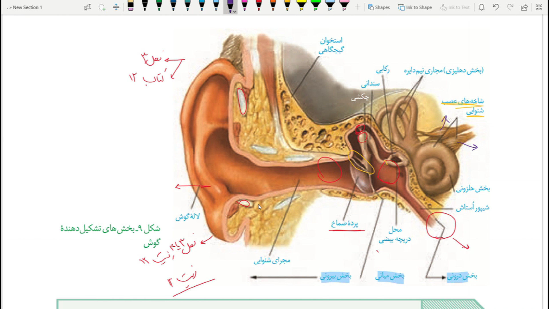 بررسی فصل دو زیست یازدهم از عمق وجود قسمت نهم، شنوایی و تعادل منافذ باز پوست