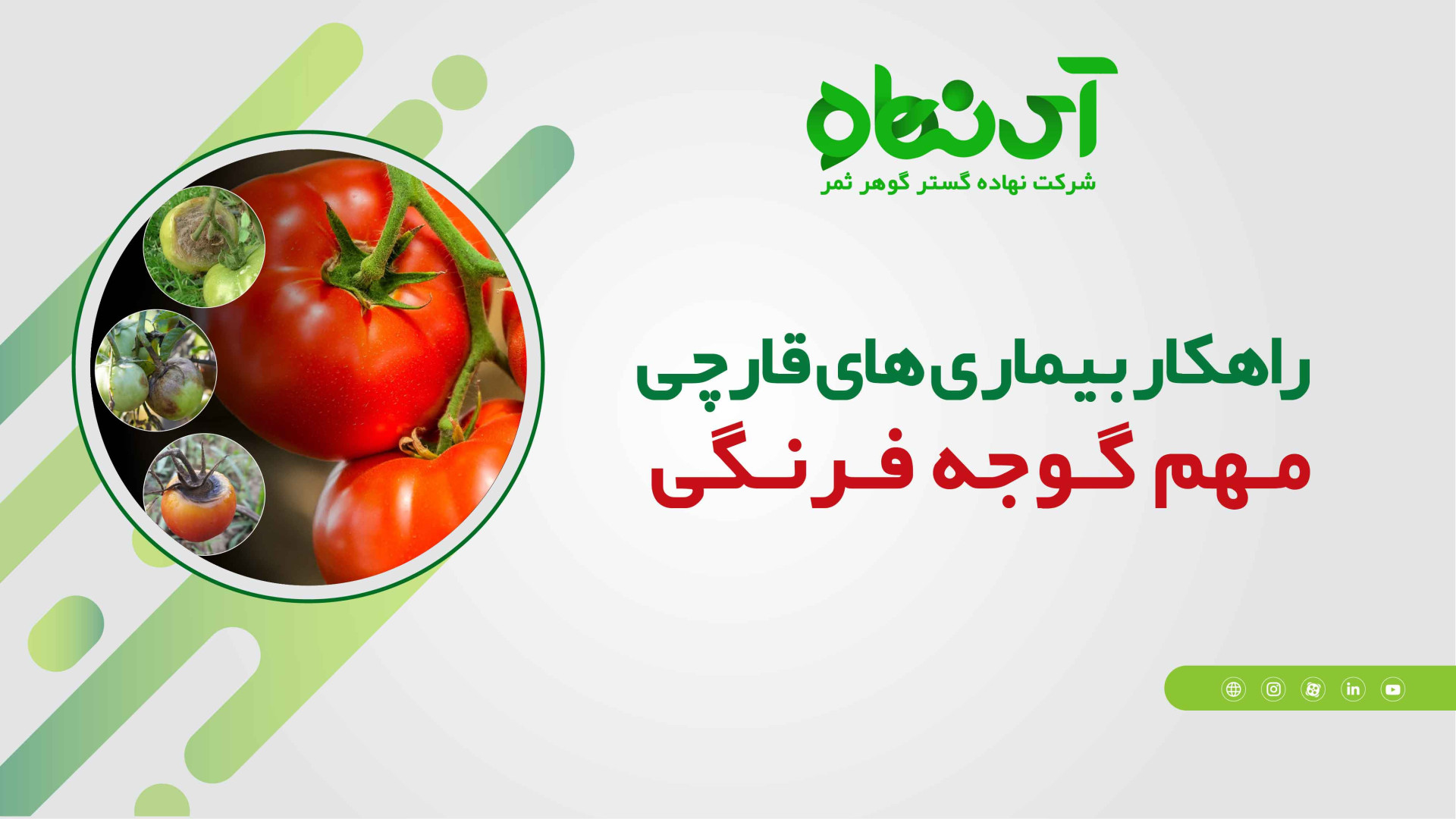 راهکار شیمیایی برای بیماری های قارچی مهم گوجه فرنگی بیماری اورنیتین ترانس کاربامیلاز